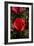 Red Rose-George Johnson-Framed Photographic Print