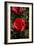 Red Rose-George Johnson-Framed Photographic Print