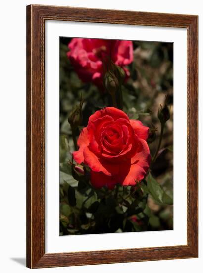 Red Rose-George Johnson-Framed Photographic Print