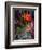 Red Rose-Skarlett-Framed Giclee Print