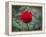 Red Rose-Michael Scheufler-Framed Premier Image Canvas