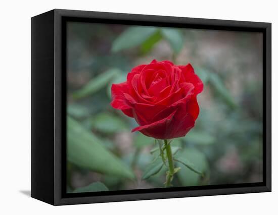 Red Rose-Michael Scheufler-Framed Premier Image Canvas