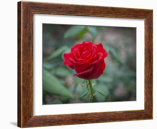 Red Rose-Michael Scheufler-Framed Photographic Print