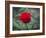 Red Rose-Michael Scheufler-Framed Photographic Print