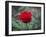 Red Rose-Michael Scheufler-Framed Photographic Print