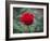 Red Rose-Michael Scheufler-Framed Photographic Print