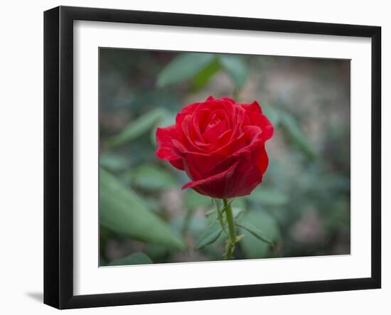 Red Rose-Michael Scheufler-Framed Photographic Print