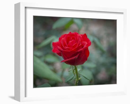 Red Rose-Michael Scheufler-Framed Photographic Print