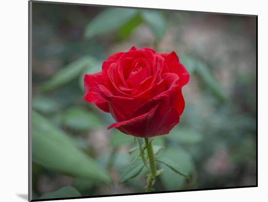 Red Rose-Michael Scheufler-Mounted Photographic Print