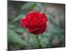 Red Rose-Michael Scheufler-Mounted Photographic Print