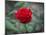 Red Rose-Michael Scheufler-Mounted Photographic Print