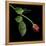 Red Rosebud-Magda Indigo-Framed Premier Image Canvas