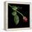 Red Rosebud-Magda Indigo-Framed Premier Image Canvas