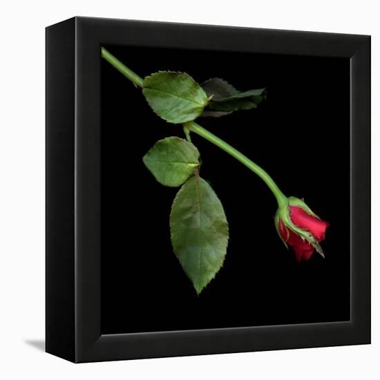 Red Rosebud-Magda Indigo-Framed Premier Image Canvas