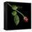 Red Rosebud-Magda Indigo-Framed Premier Image Canvas