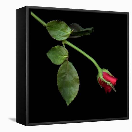 Red Rosebud-Magda Indigo-Framed Premier Image Canvas