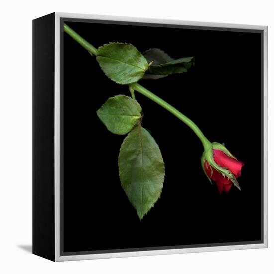 Red Rosebud-Magda Indigo-Framed Premier Image Canvas