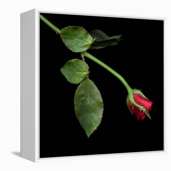 Red Rosebud-Magda Indigo-Framed Premier Image Canvas