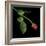 Red Rosebud-Magda Indigo-Framed Photographic Print