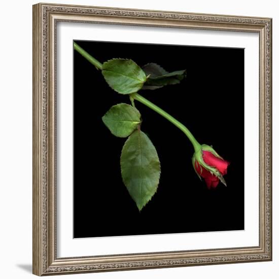 Red Rosebud-Magda Indigo-Framed Photographic Print