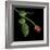 Red Rosebud-Magda Indigo-Framed Photographic Print