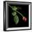 Red Rosebud-Magda Indigo-Framed Photographic Print