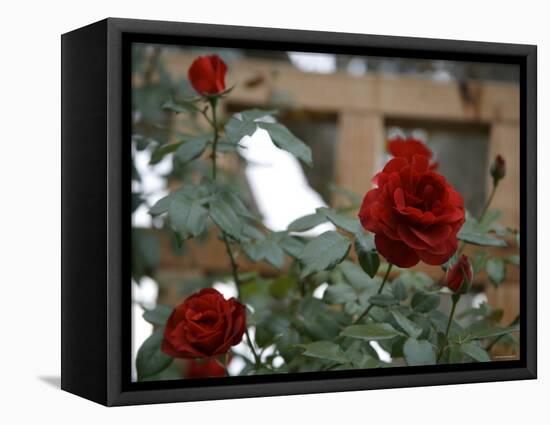 Red Roses-Nicole Katano-Framed Stretched Canvas