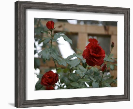 Red Roses-Nicole Katano-Framed Photo