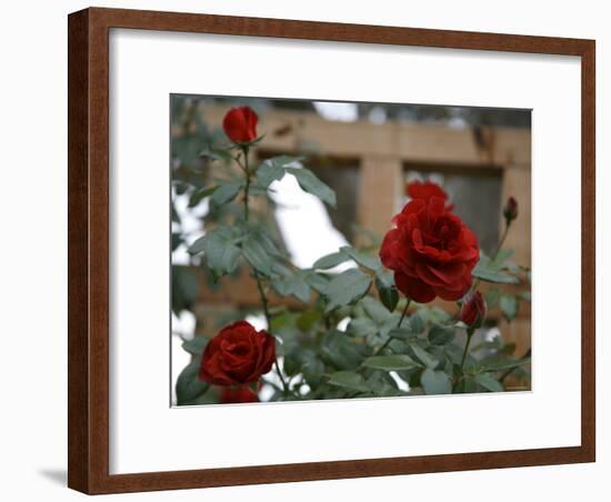 Red Roses-Nicole Katano-Framed Photo