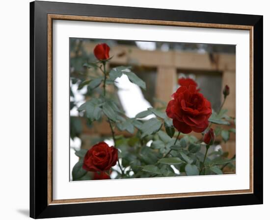 Red Roses-Nicole Katano-Framed Photo