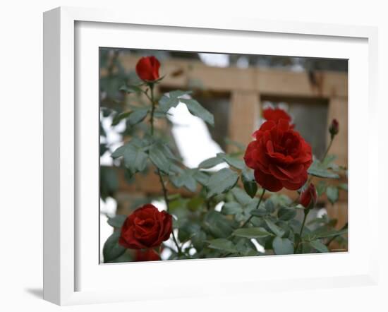 Red Roses-Nicole Katano-Framed Photo