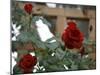 Red Roses-Nicole Katano-Mounted Photo