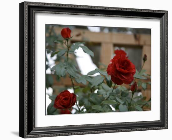 Red Roses-Nicole Katano-Framed Photo