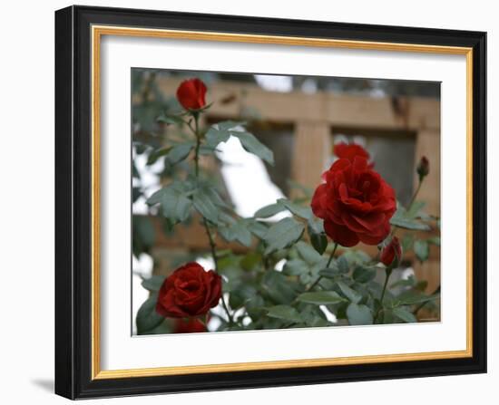 Red Roses-Nicole Katano-Framed Photo