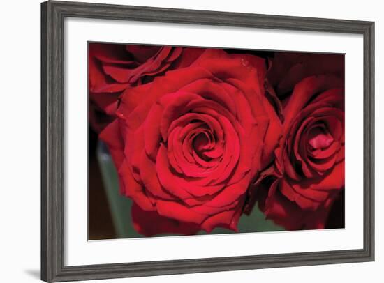 Red Roses-Erin Berzel-Framed Photographic Print