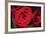 Red Roses-Erin Berzel-Framed Photographic Print