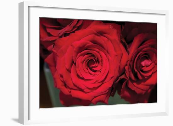 Red Roses-Erin Berzel-Framed Photographic Print