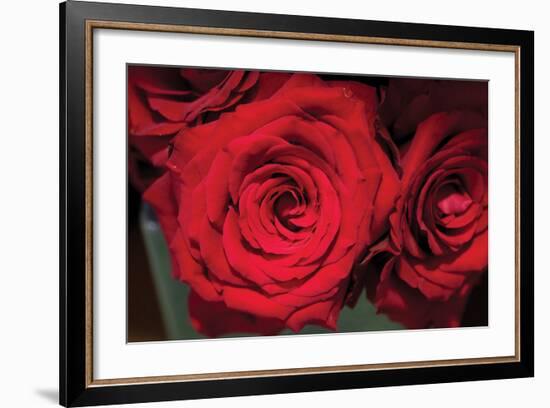 Red Roses-Erin Berzel-Framed Photographic Print