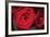 Red Roses-Erin Berzel-Framed Photographic Print