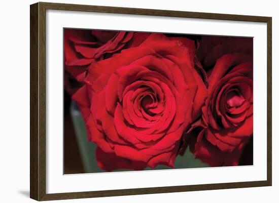 Red Roses-Erin Berzel-Framed Photographic Print