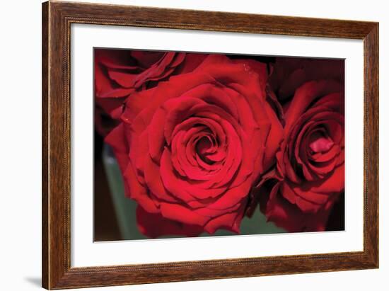 Red Roses-Erin Berzel-Framed Photographic Print