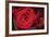 Red Roses-Erin Berzel-Framed Photographic Print