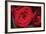 Red Roses-Erin Berzel-Framed Photographic Print