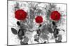 Red Roses-Ata Alishahi-Mounted Giclee Print