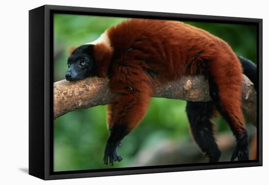 Red Ruffed Lemur (Varcia Variegata) Lying on Branch, Captive, Madagascar-Anup Shah-Framed Premier Image Canvas