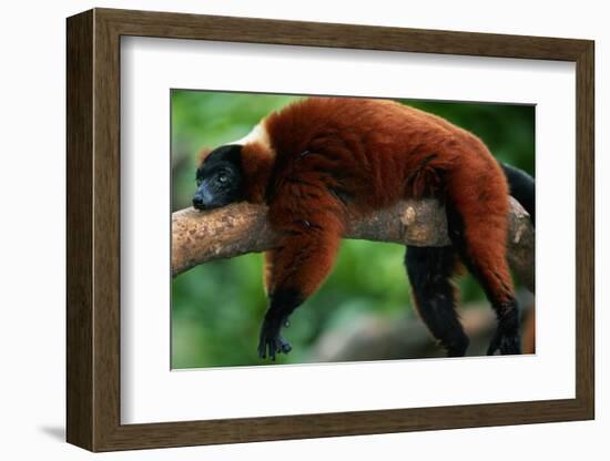 Red Ruffed Lemur (Varcia Variegata) Lying on Branch, Captive, Madagascar-Anup Shah-Framed Photographic Print