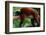 Red Ruffed Lemur (Varcia Variegata) Lying on Branch, Captive, Madagascar-Anup Shah-Framed Photographic Print