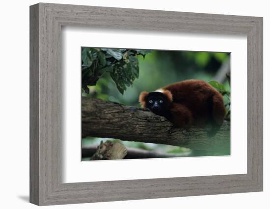 Red Ruffed Lemur (Varecia Variegata Ruber) Lying down on Branch, Madagascar-Anup Shah-Framed Photographic Print