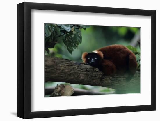 Red Ruffed Lemur (Varecia Variegata Ruber) Lying down on Branch, Madagascar-Anup Shah-Framed Photographic Print