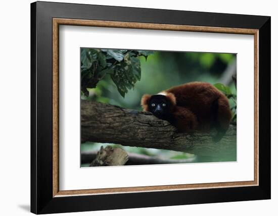 Red Ruffed Lemur (Varecia Variegata Ruber) Lying down on Branch, Madagascar-Anup Shah-Framed Photographic Print